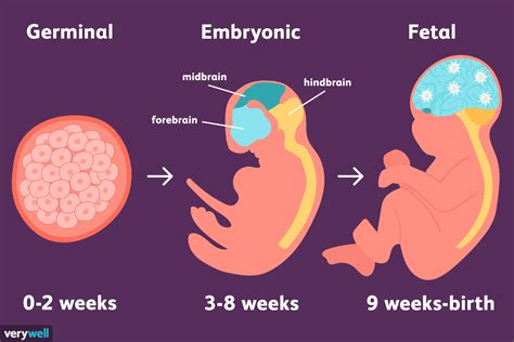 Prenatal PenalbaWeb.com