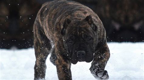 Presa canario PenalbaWeb.com