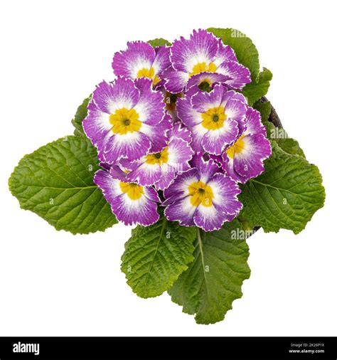 Primula PenalbaWeb.com