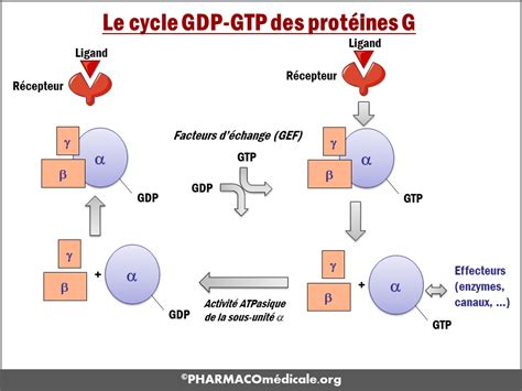 Prot g PenalbaWeb.com