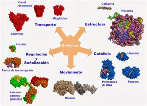 Proteinas PenalbaWeb.com