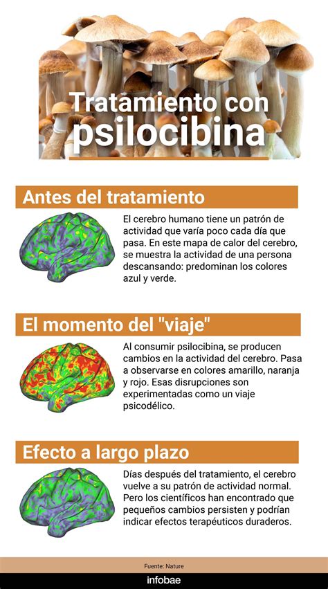 Psilocibina PenalbaWeb.com