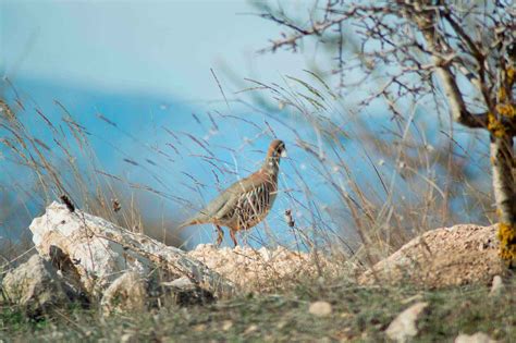 Puesto perdiz PenalbaWeb.com
