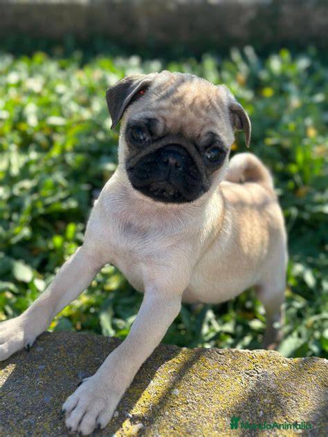 Pug barcelona PenalbaWeb.com