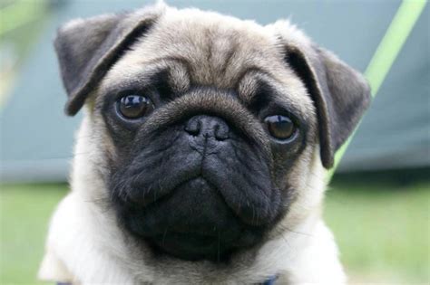 Pug carlino PenalbaWeb.com