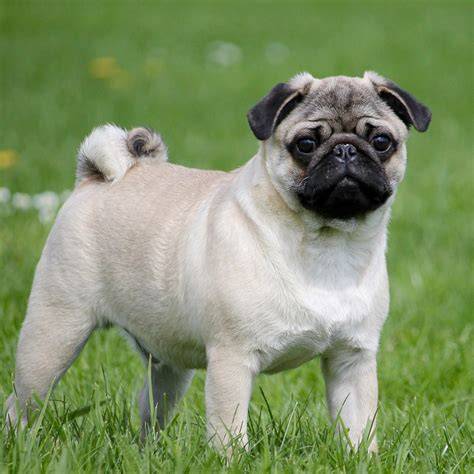 Pug pedigree PenalbaWeb.com
