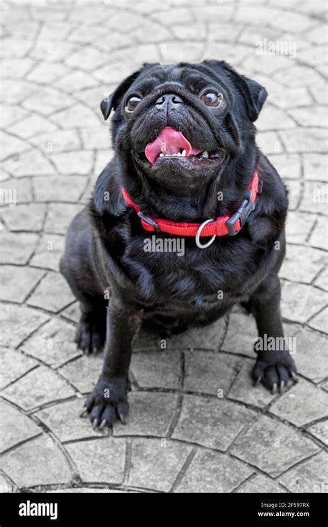 Pug PenalbaWeb.com