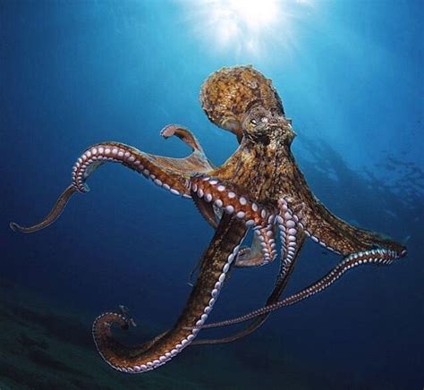 Pulpo PenalbaWeb.com