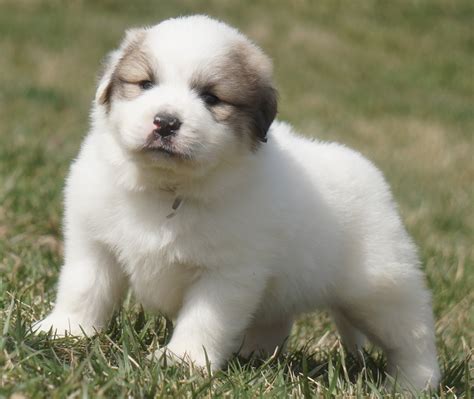 Puppy PenalbaWeb.com