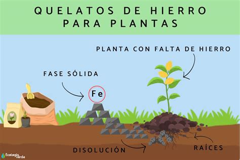 Quelato de hierro PenalbaWeb.com