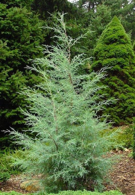 Quick frost PenalbaWeb.com