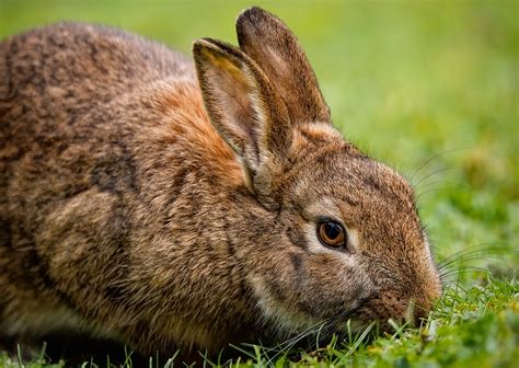 Rabbit free PenalbaWeb.com