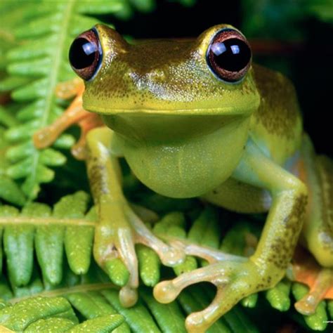 Ranas PenalbaWeb.com