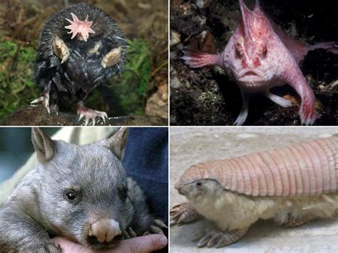 Raros PenalbaWeb.com