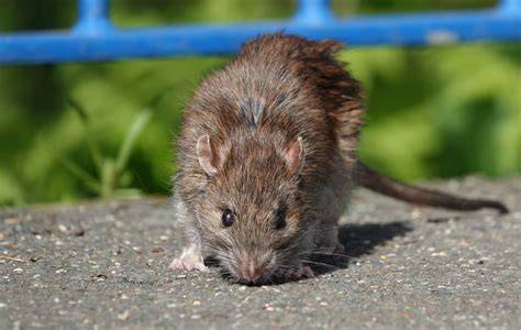 Rat PenalbaWeb.com