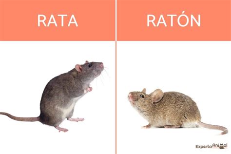 Ratas ratones PenalbaWeb.com