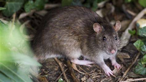 Ratas PenalbaWeb.com