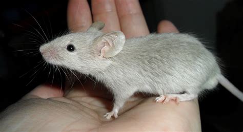 Raton mouse PenalbaWeb.com