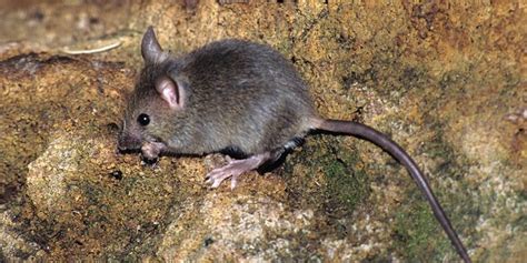 Raton PenalbaWeb.com