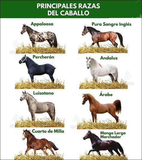 Razas caballos PenalbaWeb.com