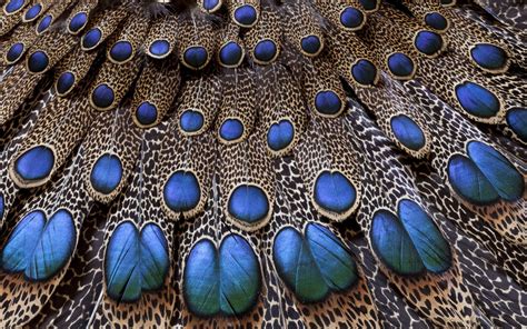 Real feathers PenalbaWeb.com