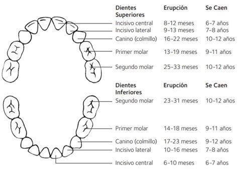 Recambio dental PenalbaWeb.com