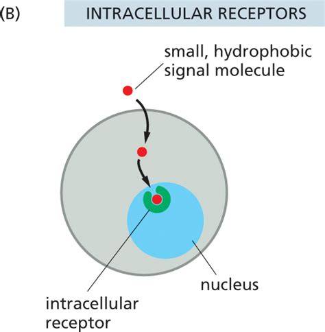 Receptor PenalbaWeb.com