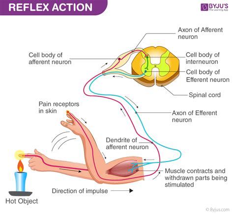 Reflex PenalbaWeb.com
