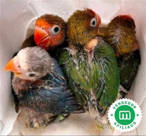 Regalo agapornis PenalbaWeb.com