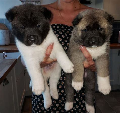 Regalo akita inu PenalbaWeb.com