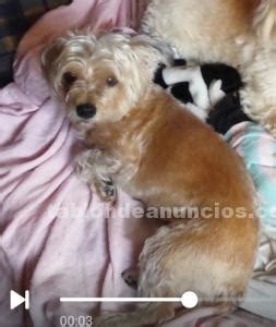 Regalo atender PenalbaWeb.com