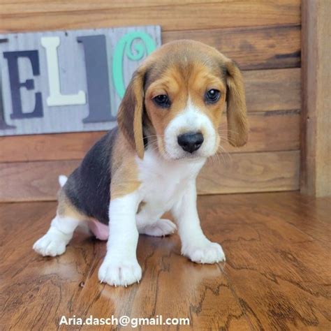 Regalo beagle PenalbaWeb.com