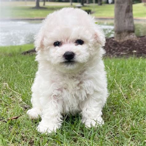 Regalo bichon PenalbaWeb.com