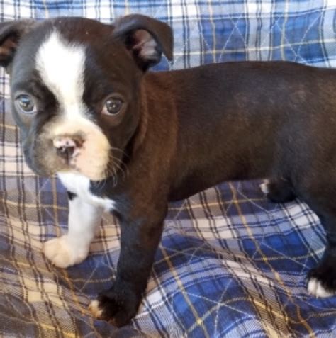 Regalo boston terrier PenalbaWeb.com