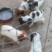 Regalo breton PenalbaWeb.com
