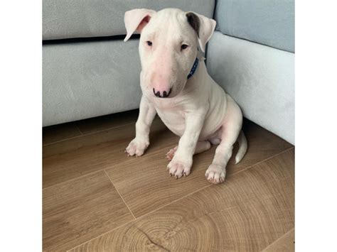 Regalo bull terrier PenalbaWeb.com