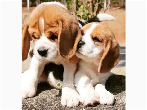Regalo cachorro beagle PenalbaWeb.com