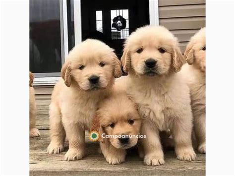 Regalo cachorro golden PenalbaWeb.com