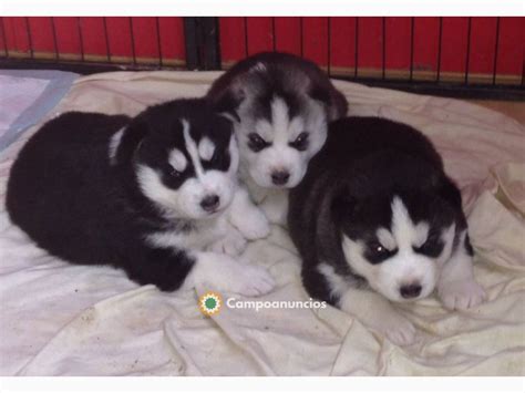 Regalo cachorro husky PenalbaWeb.com