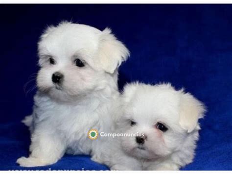 Regalo cachorro palmas PenalbaWeb.com