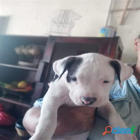 Regalo cachorro pitbull PenalbaWeb.com