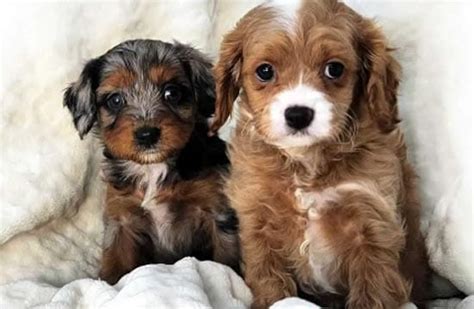 Regalo cachorro raza PenalbaWeb.com