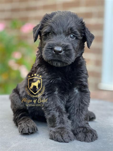 Regalo cachorro schnauzer PenalbaWeb.com