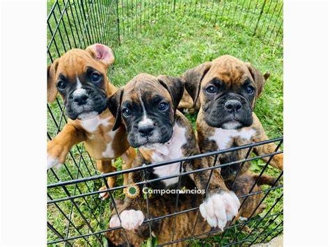 Regalo cachorros boxer PenalbaWeb.com