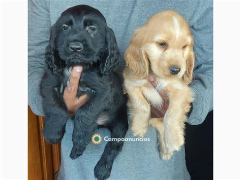 Regalo cachorros cocker PenalbaWeb.com