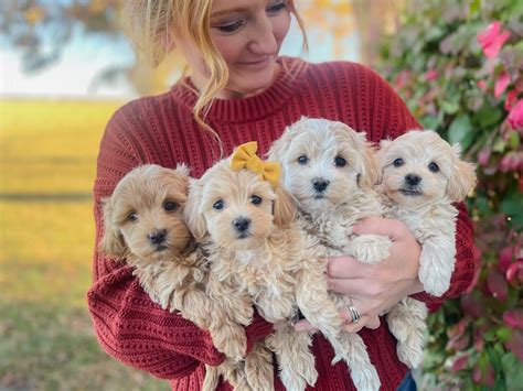 Regalo cachorros spitz PenalbaWeb.com