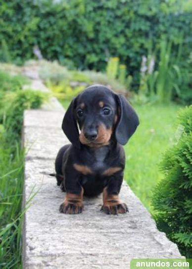 Regalo cachorros teckel PenalbaWeb.com