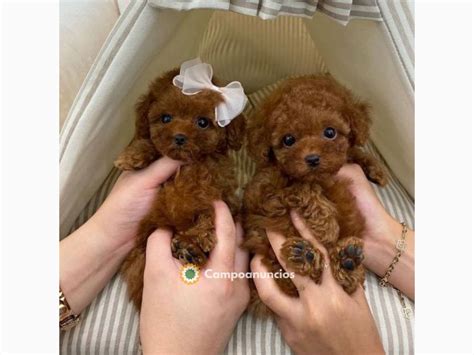 Regalo caniche toy PenalbaWeb.com