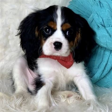Regalo cavalier PenalbaWeb.com