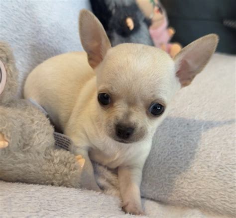 Regalo chihuahua toy PenalbaWeb.com